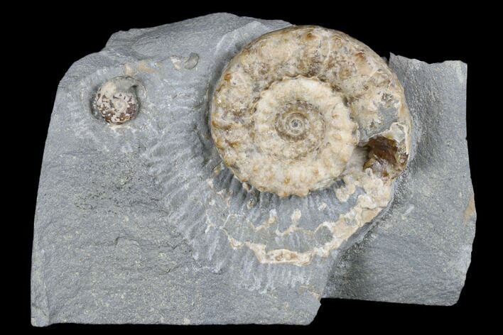 Jurassic Ammonite (Microderoceras) - Charmouth, England #176355